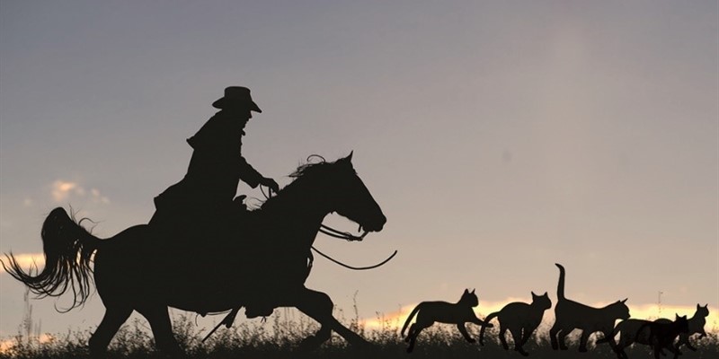 Unified Endpoint Management (UEM) — Take the Cat Herding Out Of It
