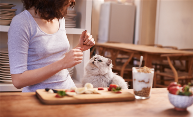 Lunch with Cats