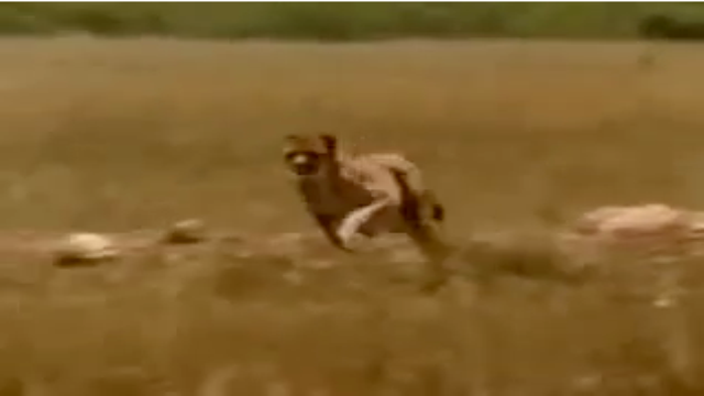 SIM FY17 Kickoff - Man saves gazelle from cheetah